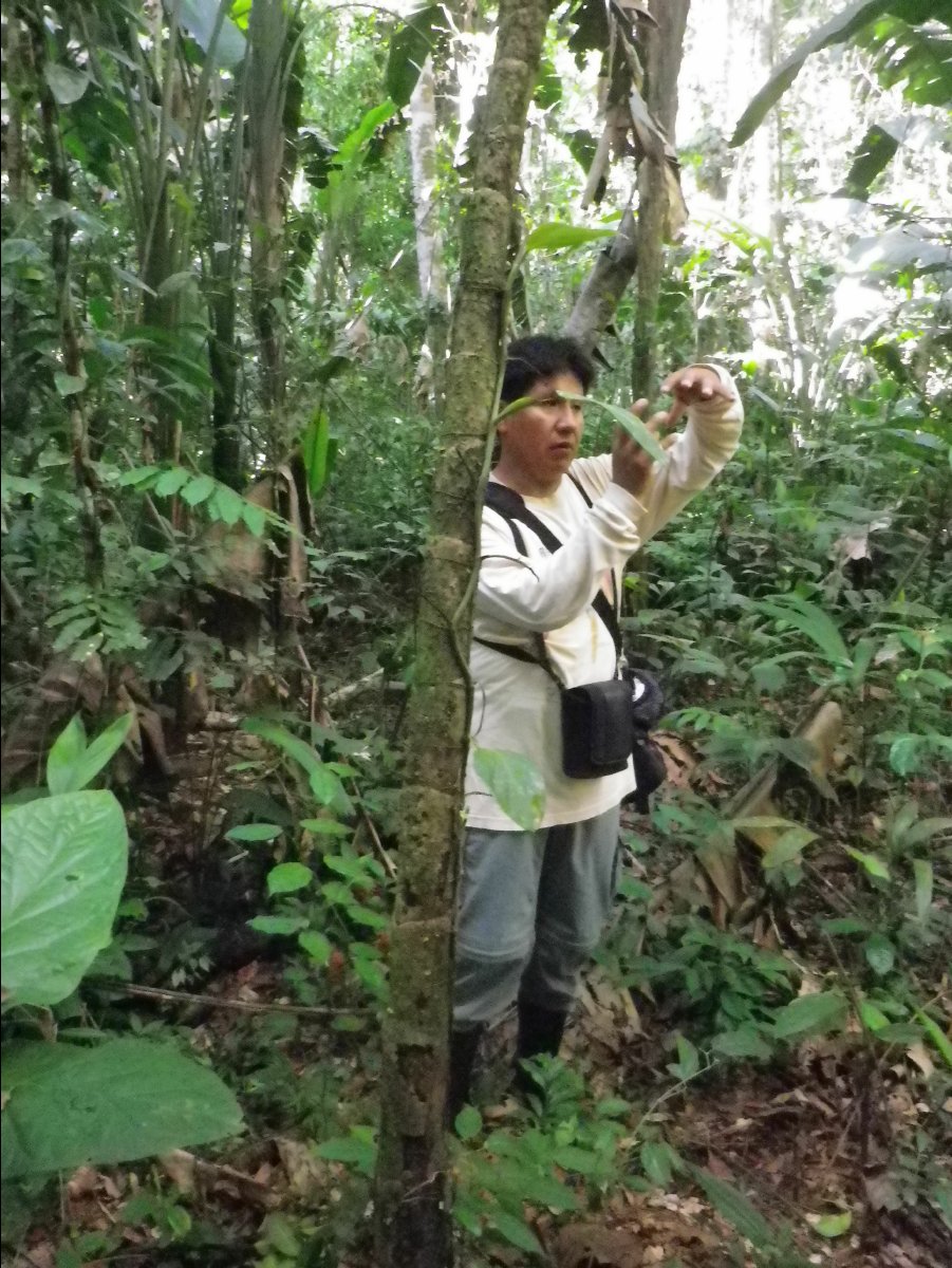 Amazon - Peru24